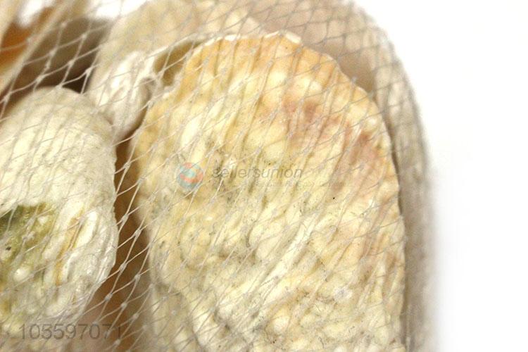 New Design Fashion Decorative Shell Craft Natural Shell