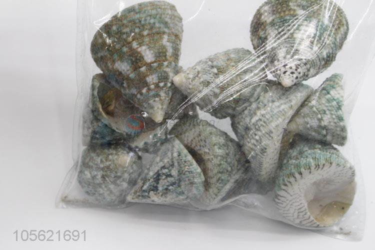 Latest Design Beach Mixed Shells Natural Shells Craft Aquarium Decoration