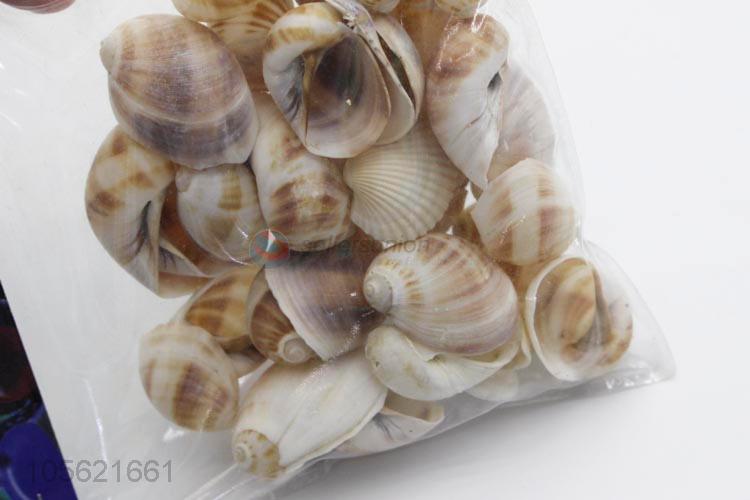 Factory Wholesale Sea Beach Shell Conch Seashells For DIY Crafts