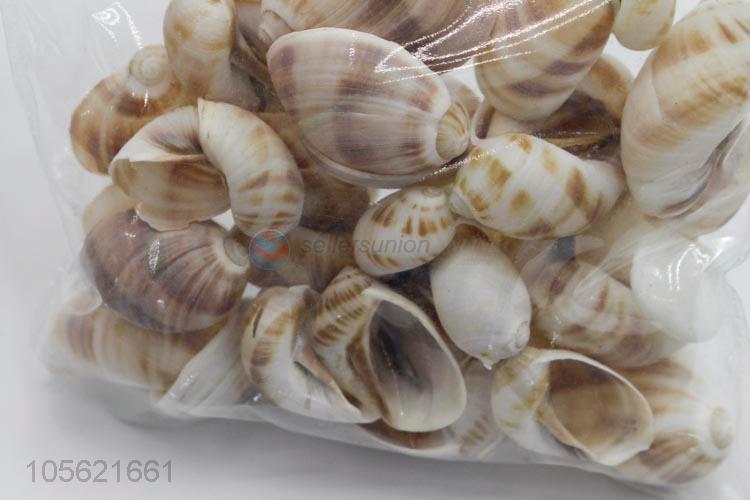 Factory Wholesale Sea Beach Shell Conch Seashells For DIY Crafts
