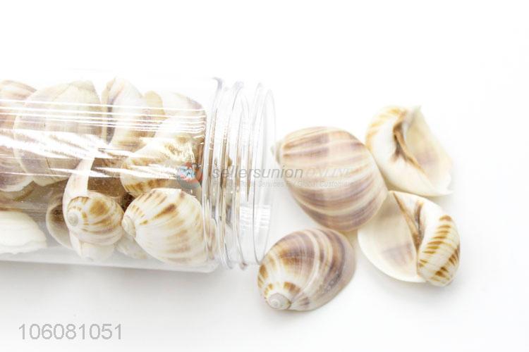 High sales natural sea shell best shell conch crafts