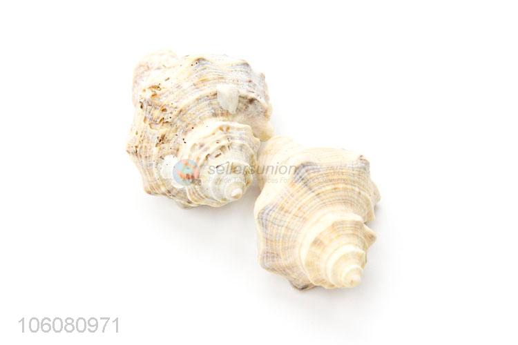 Low price ocean craft sea shells