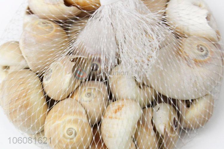 Hot selling natural sea shells for home decoration