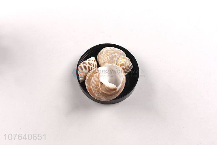 Low-priced sea view decorative spots Beihai Dongfeng snail