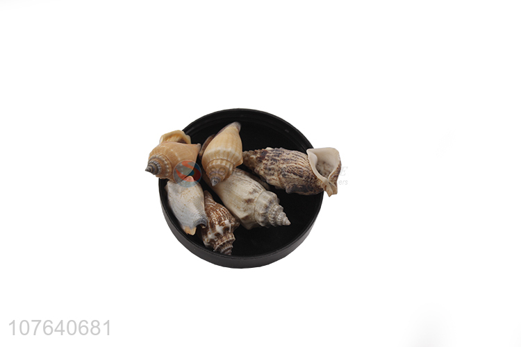 Hot sale fish tank sea view decorative shell pointed tail black snail