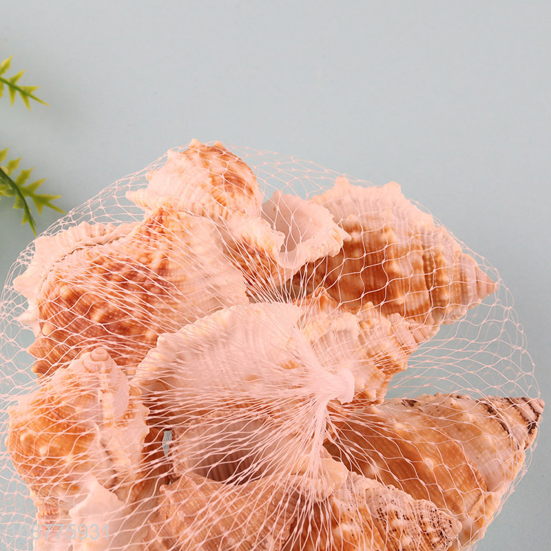 New product small natural sea shells for DIY crafts